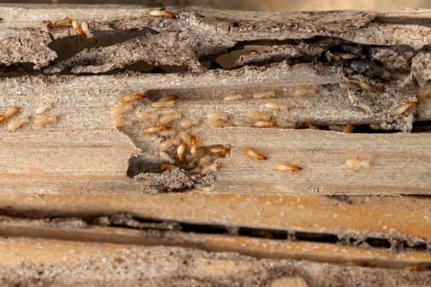 Best Emergency Pest Control  in Fenton, MO
